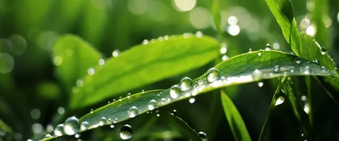 全国中学生环境保护优秀作文征集活动公开配图
